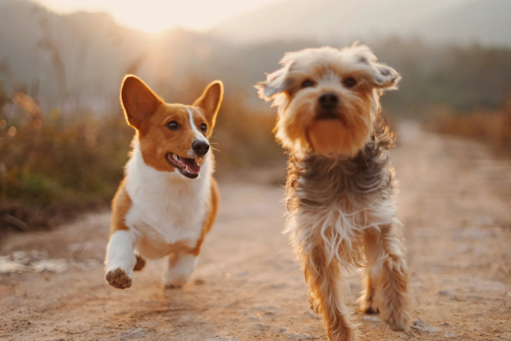 Natural ingredients used across the Breed product range