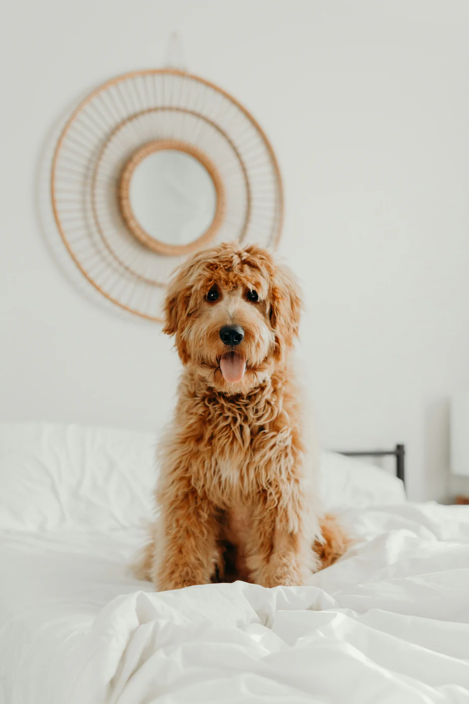 Breed brand photography — a dog being cuddled after a wash