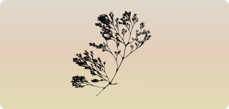 The Botanist platform, productised treatment plans